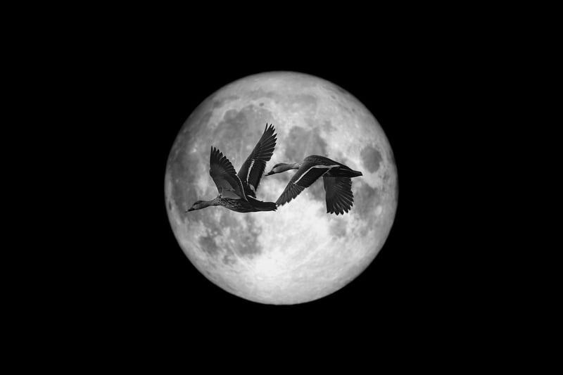 Moonlit Embrace Shots